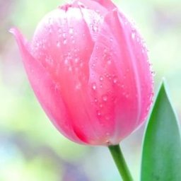 桜もち