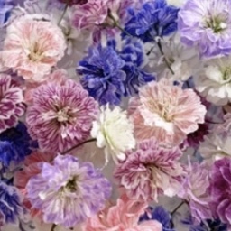 桃茉莉花