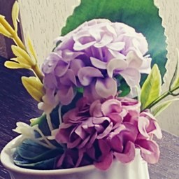 小花菜