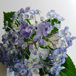 haru-hiro06