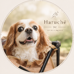 Haruché