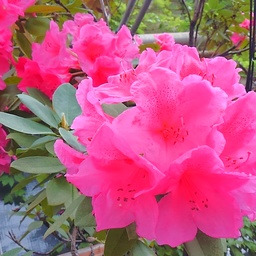 京おんな花