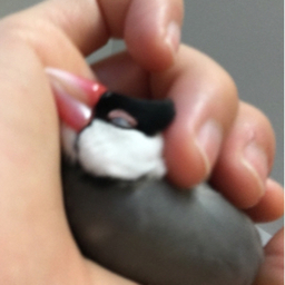 Puku❤︎Puku