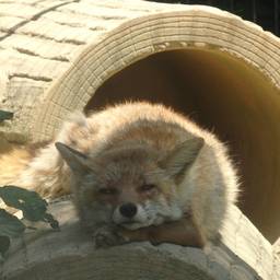 akinokomaru