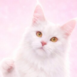 招き猫K's HOUSE