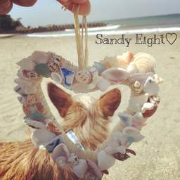 sandy-eight