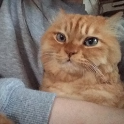 ゆうぴっぴ