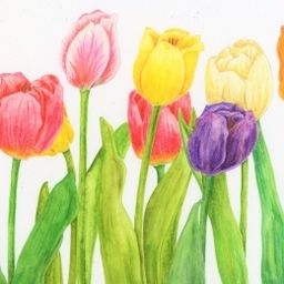 tulip0830m