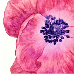 tulip0830m