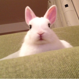 monesuke
