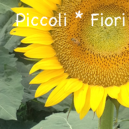 小さな花畑（piccoli*fiori）
