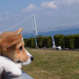 ちろりんハウス