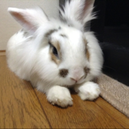 みー