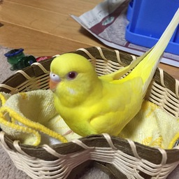 ゆーり