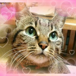 にゃんこ🐾
