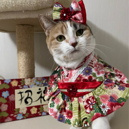 チャオ.ナナママ