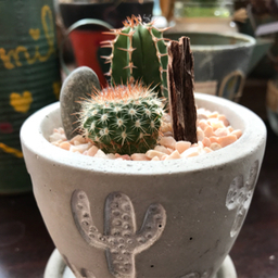 ＊かすみ草＊