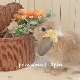 pomponne-lapin   
