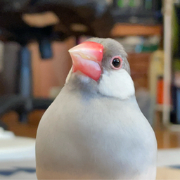 ピヨピヨ