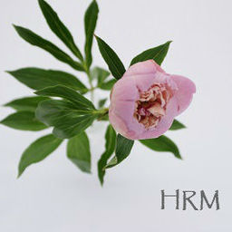hrm-s-h