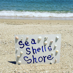 seashells13