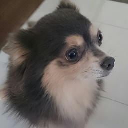 ピース