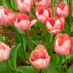 花梨
