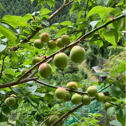 umeboshiy