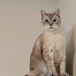 マーブル