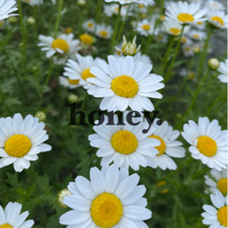 honey