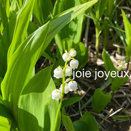 joie-joyeux