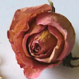 smile   rose