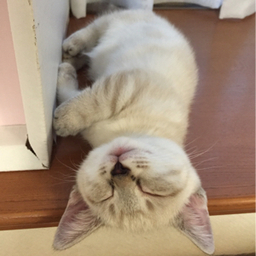 ひるneko工房