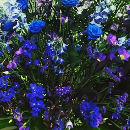 rosegarden