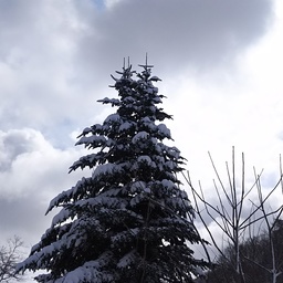 雪月花