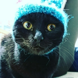 夏みかん