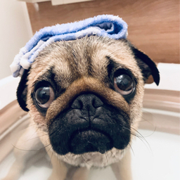 puguro
