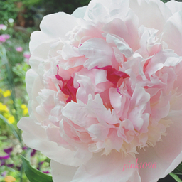 pink1096