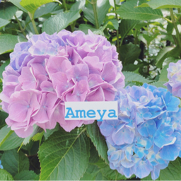 ameya