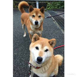 もみじ