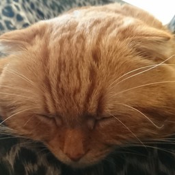 きまぐれにゃんこ工房