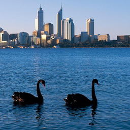 swanriver
