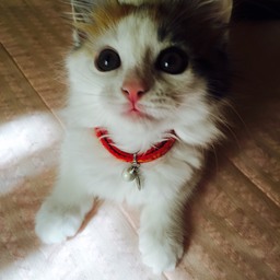 emiruru6-13