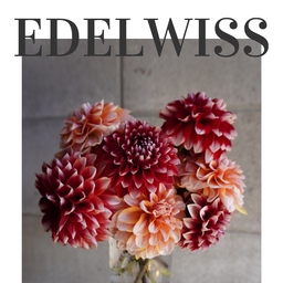 【Edelweiss】