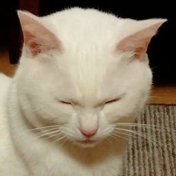 だいだい