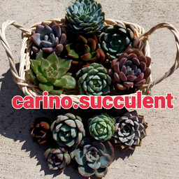 carino-succulent