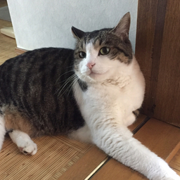 こたろー