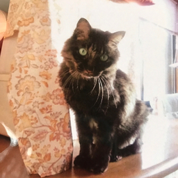 hoikuneko