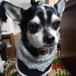 ひいらぎ家