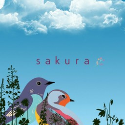 ｓａｋｕｒａ